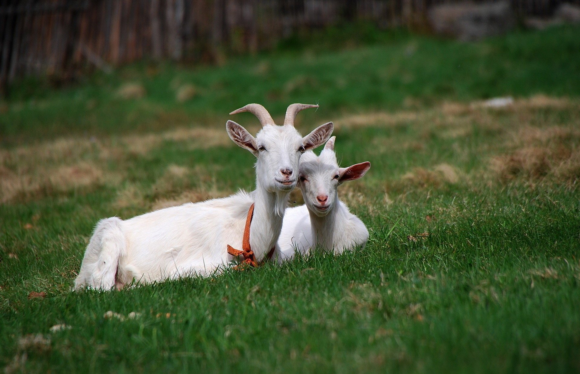 animaux chèvres amis herbe été chèvres pâturage verdure cornes