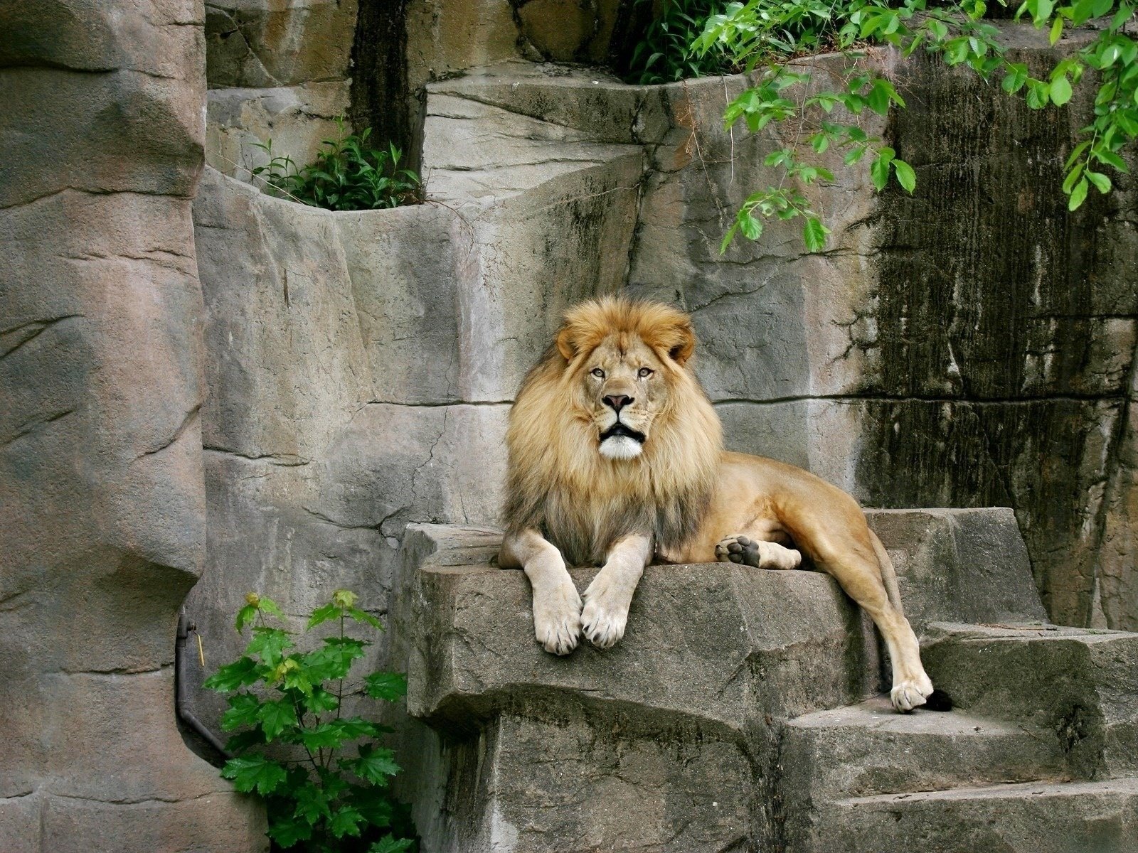 chats lion pierres prédateur bête animaux feuilles félin vue kis-kis-miaou-miaou yeux crinière