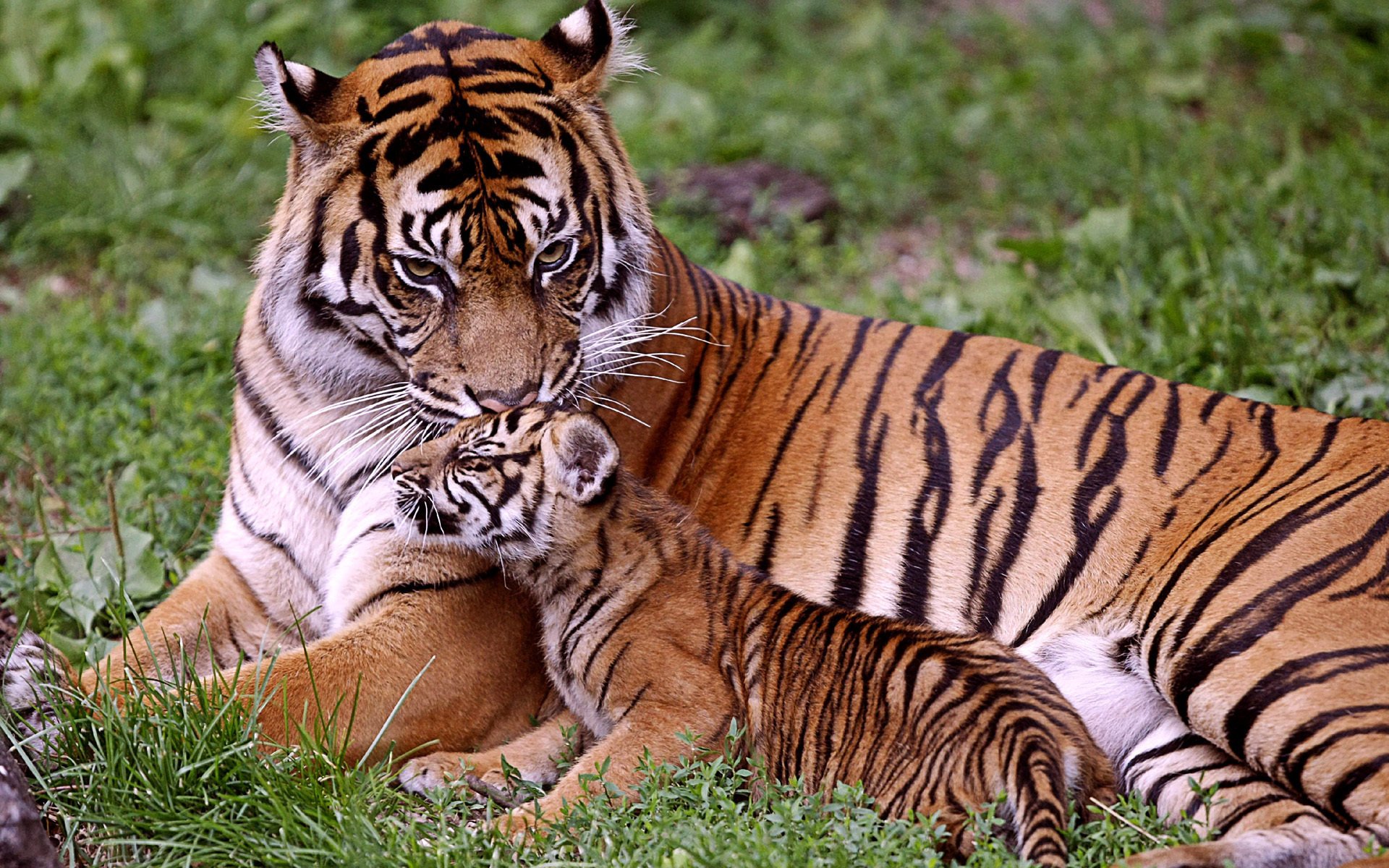 tiger baby tiger mama tigerkind raubtiere familie tiere gras grün sommer katze miau miau miau schnauze blick kuss