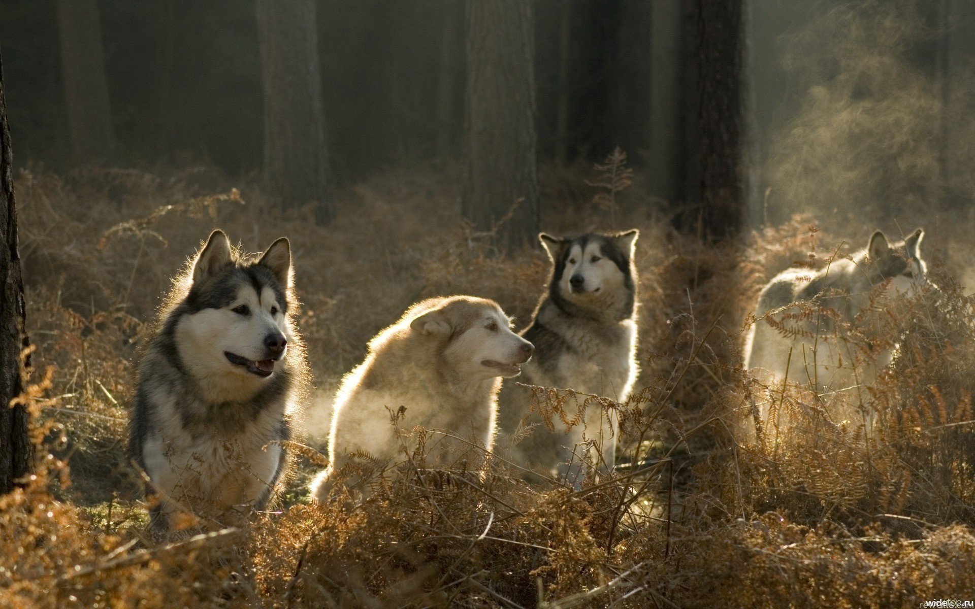 wölfe rudel geist treue wald bäume licht sonne tiere hunde malamute