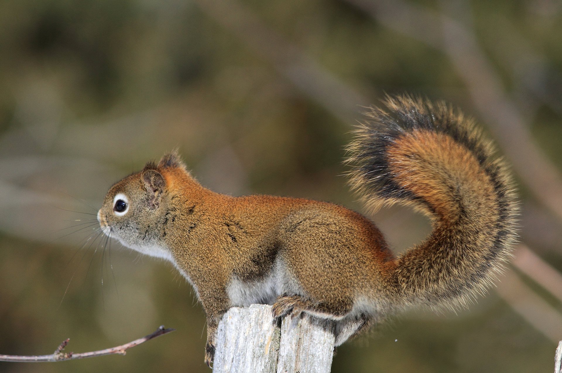 eichhörnchen flaum pelzmantel schwanz profil tier nagetier