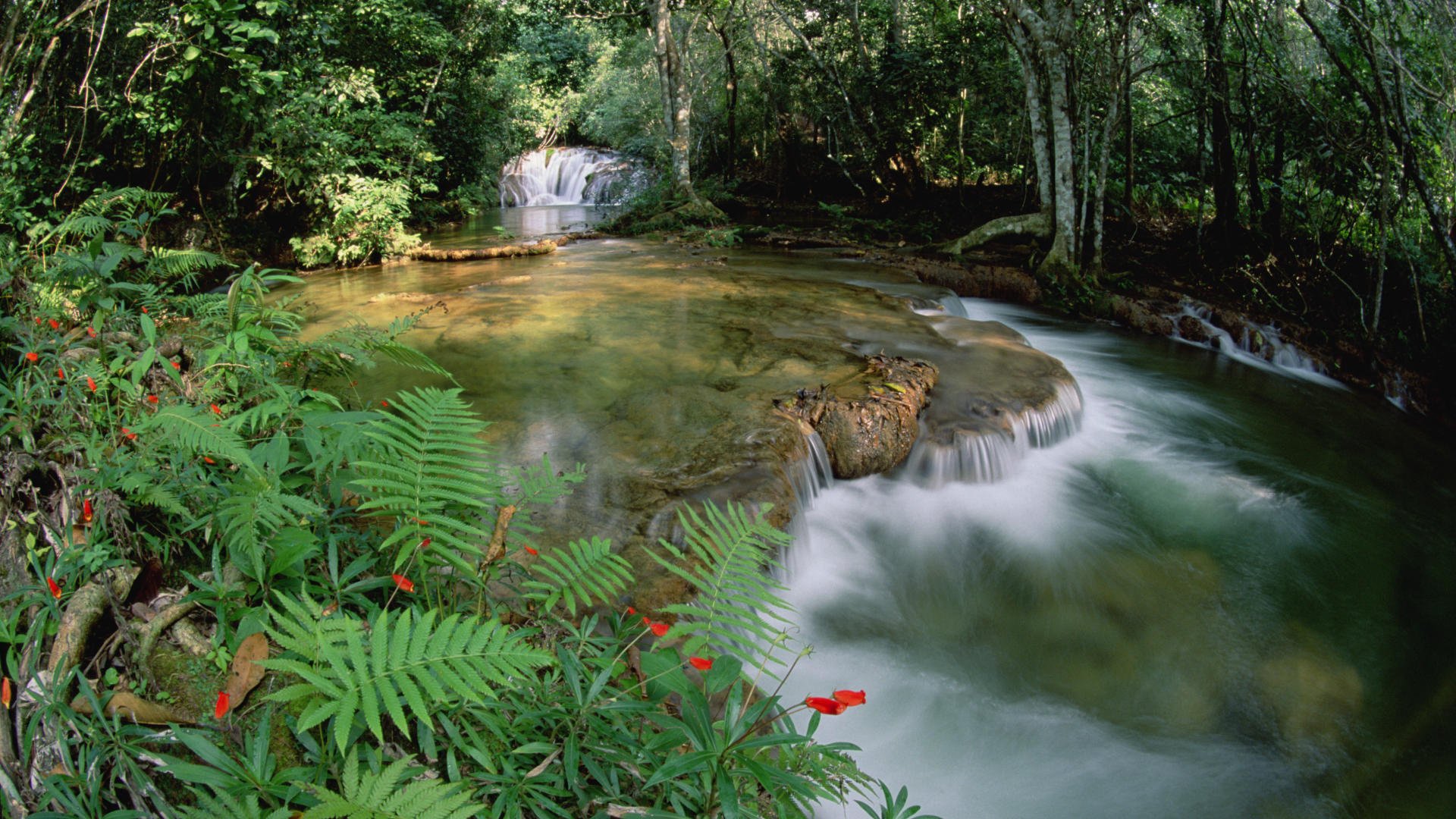 fiori cascata foresta fiume boschetti corrente verde felce alberi natura erba ruscelli