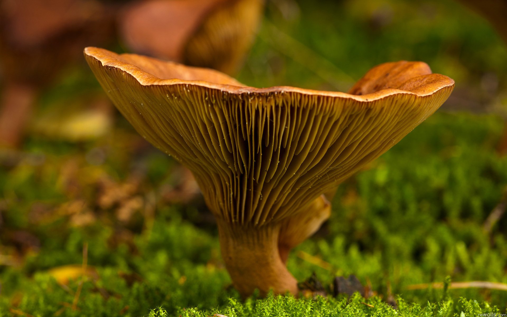 fungo muschio verde macro natura funghi