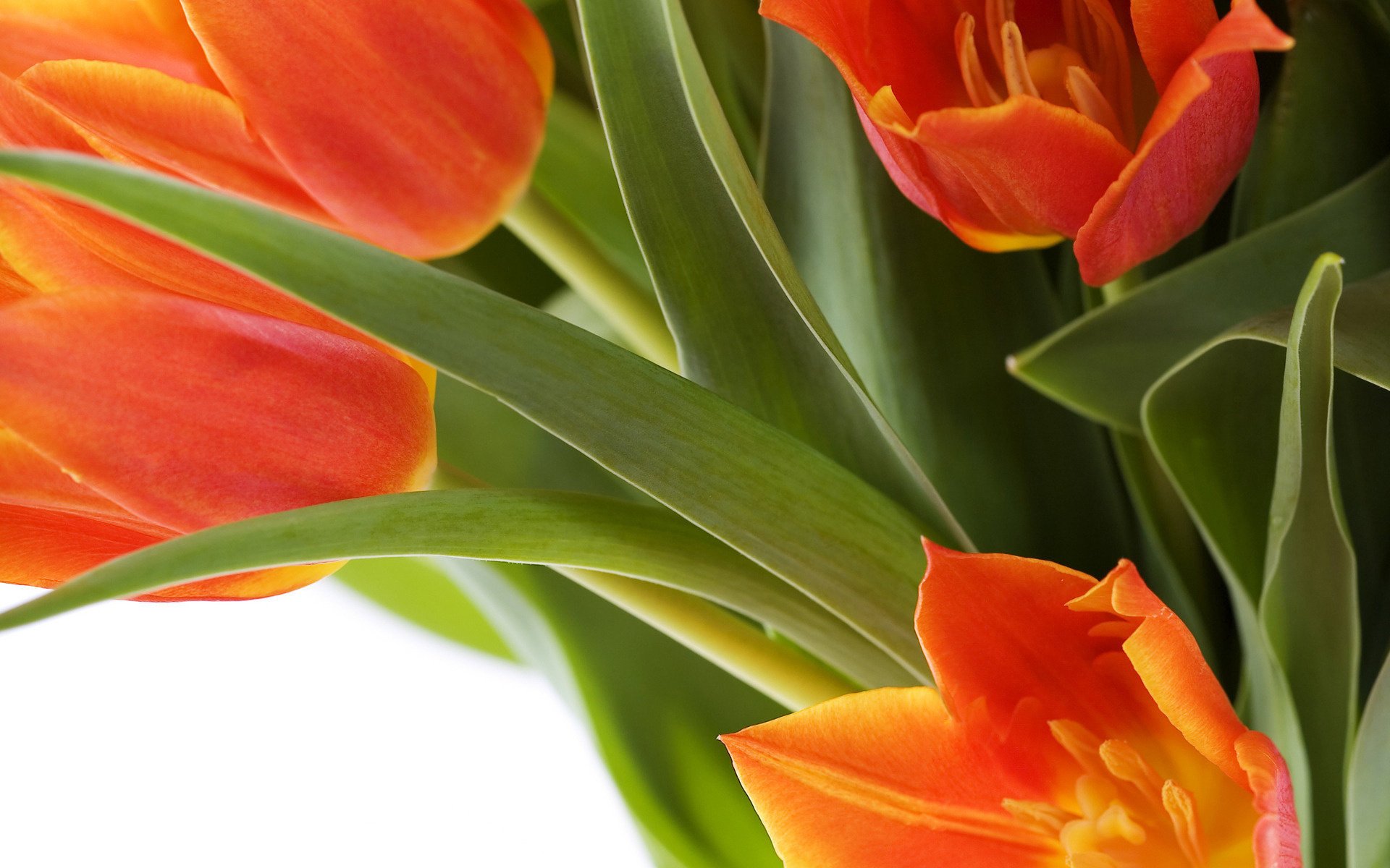 fondos de escritorio flores rojo tulipanes foto