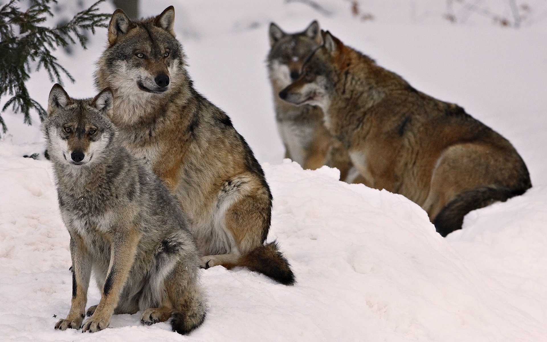 lupo lupi foresta animali inverno neve predatori cumuli di neve branco animali woof-woof-ry-ry vista