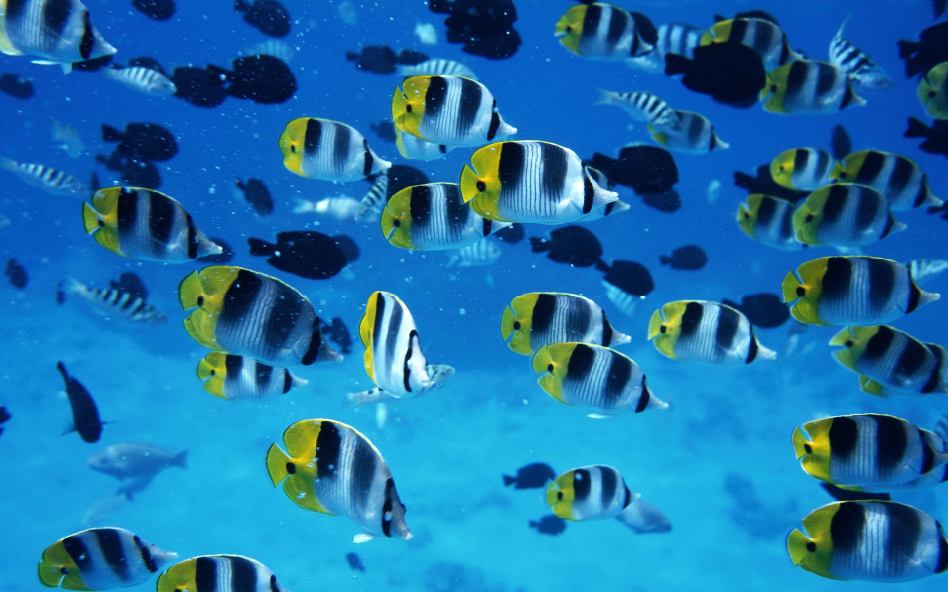 mer poissons eau monde sous-marin animaux sauvagine mouvement courant photo