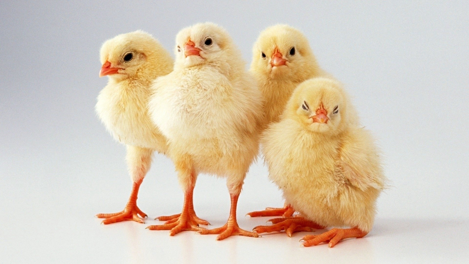 poulets tout-petits duvet fond animaux oiseaux à plumes