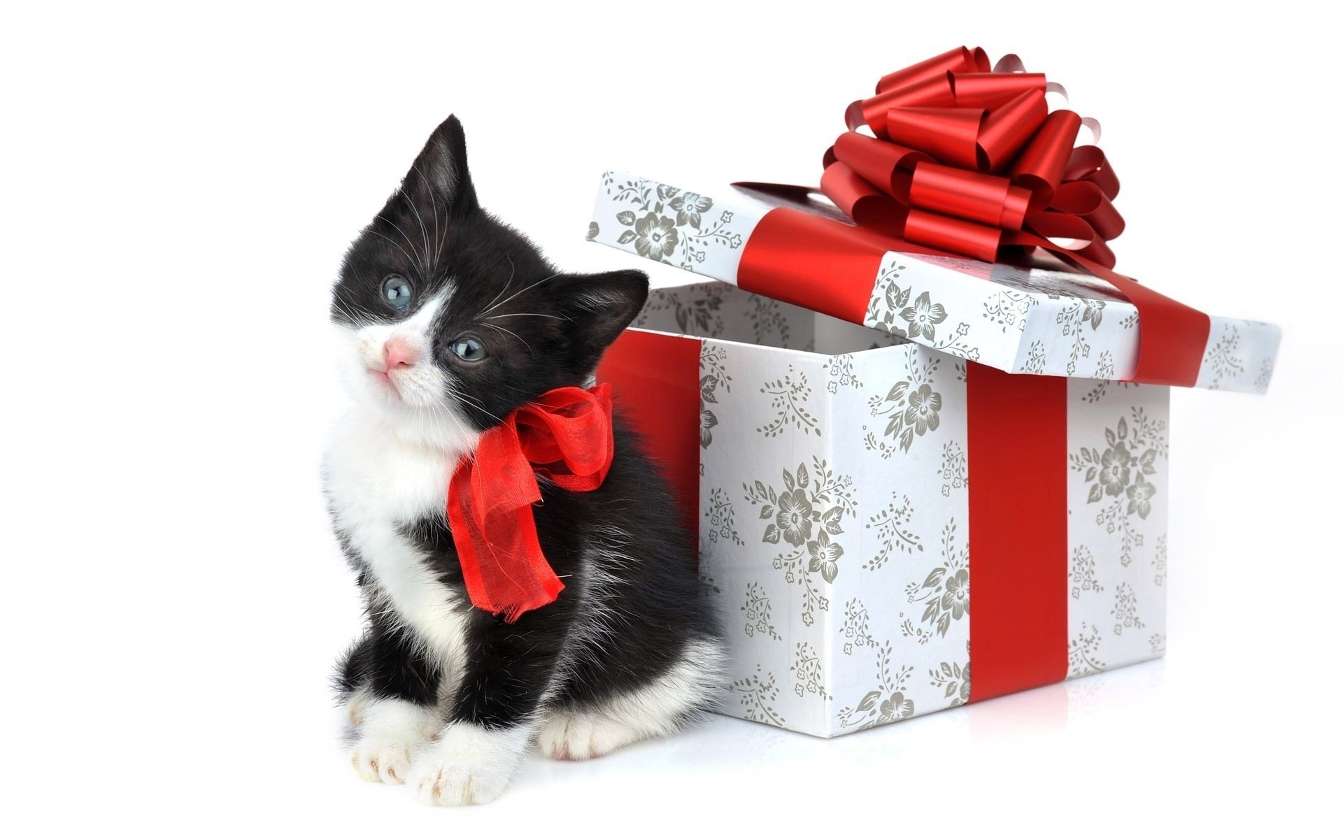 gatito juguetes regalos embalaje arco fondo regalo coño animales gato mirada gatito-gato-miau-miau vacaciones