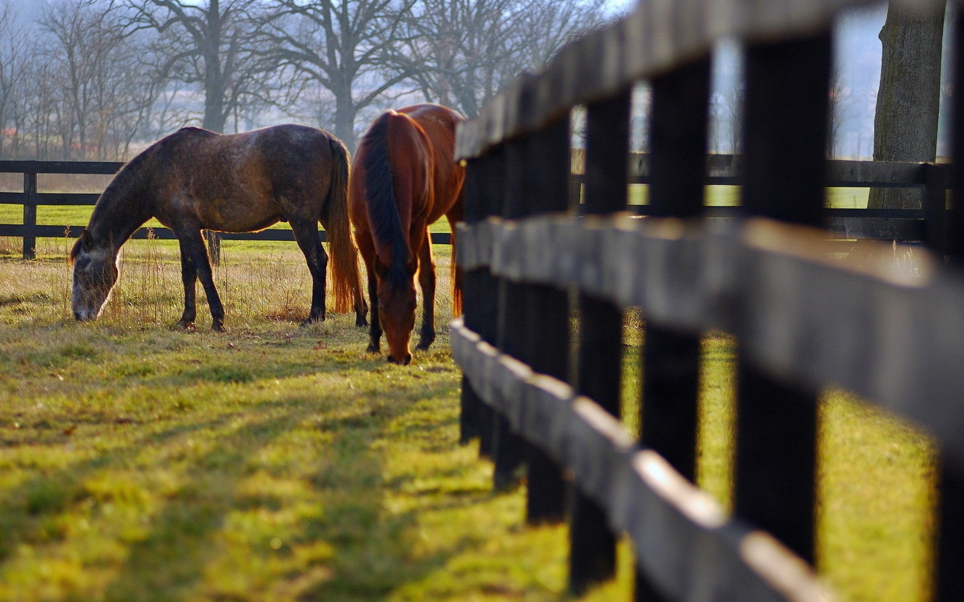 horses nature the fence meadow pasture horse grass fence trees animals ungulates grey chestnut