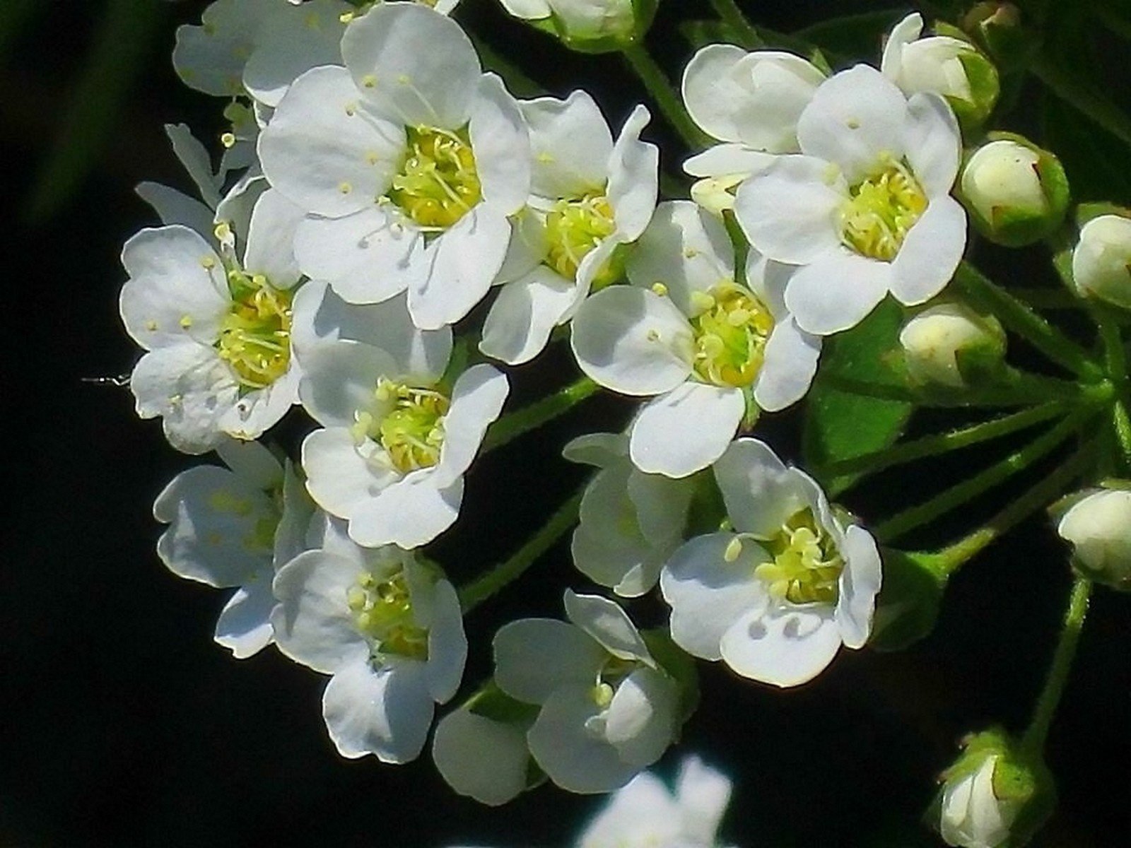 spirea kwiaty kwiatostan biały kwiaty wiosna czułość czarne tło