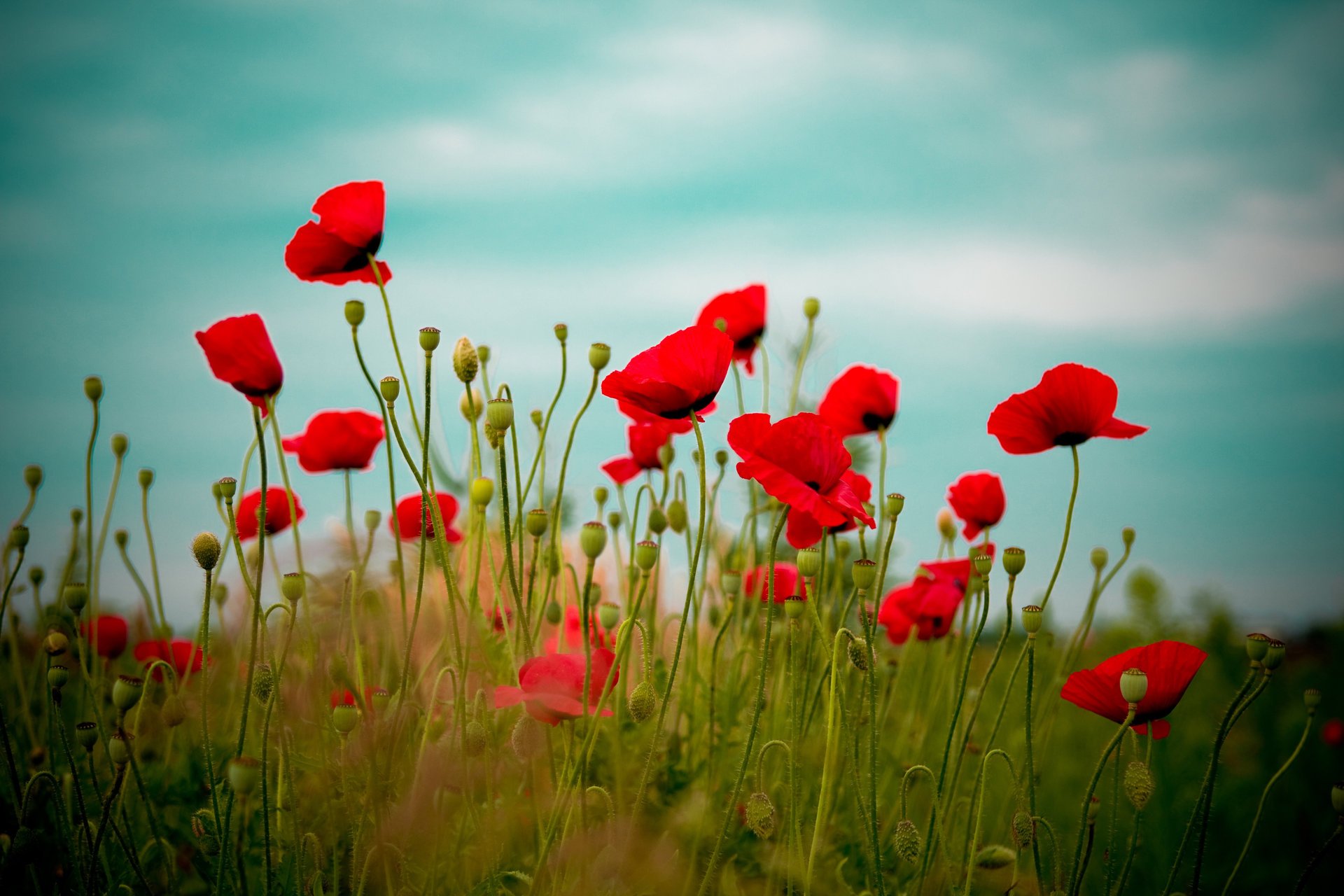 mohnblumen blumen rot natur feld himmel