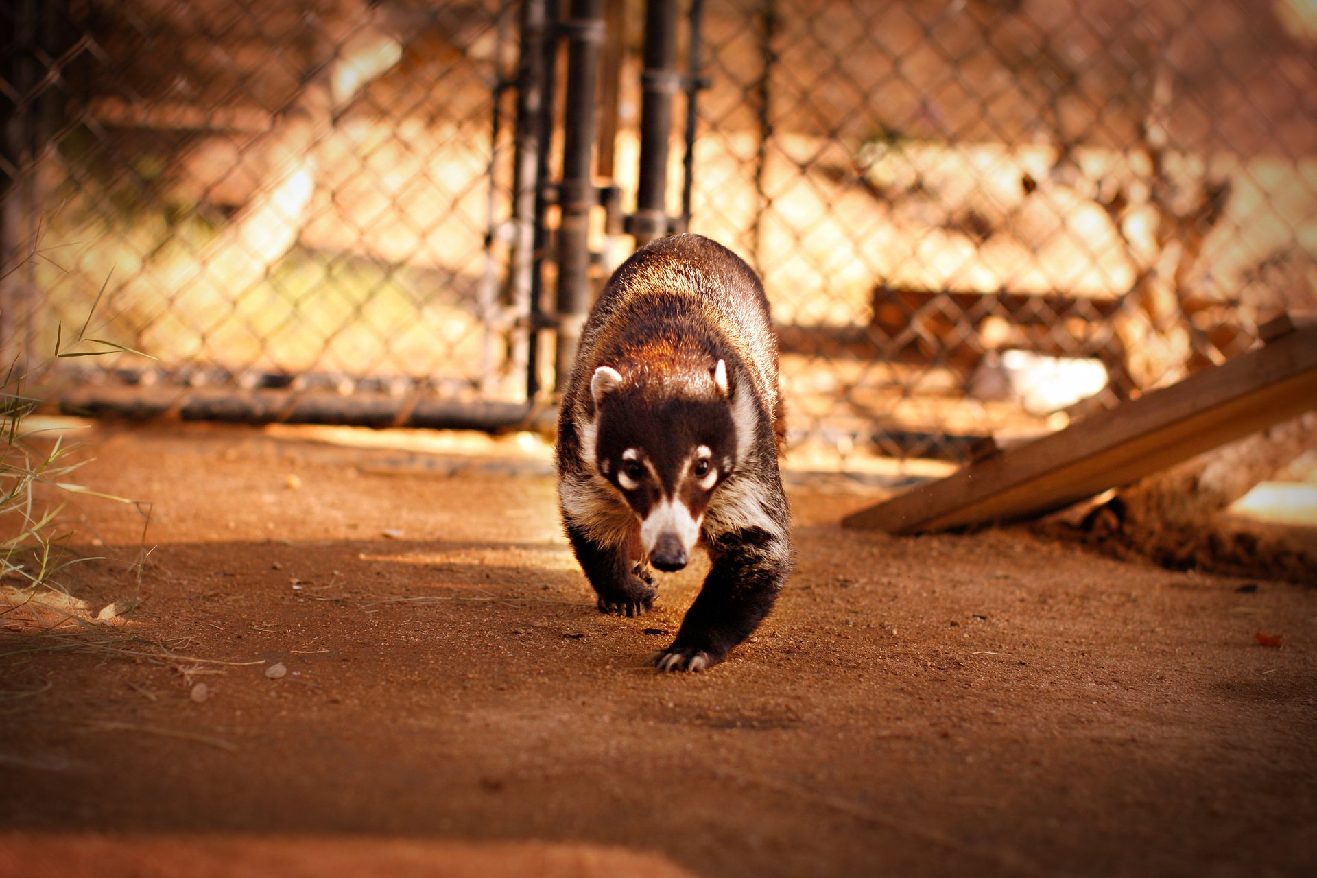 raccoon raccoon coati funny aviary eyes mask animal movement earth stones bush cell mesh board