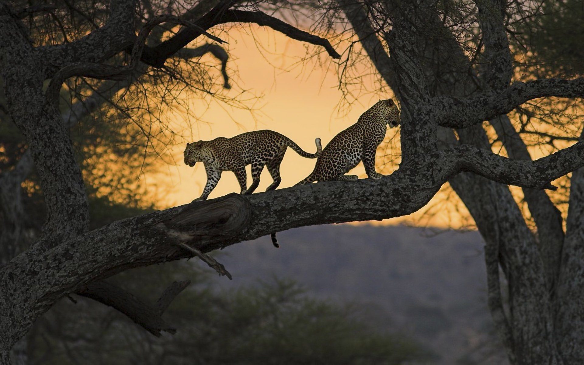 trees branches trunk leopards pair animals predators cat