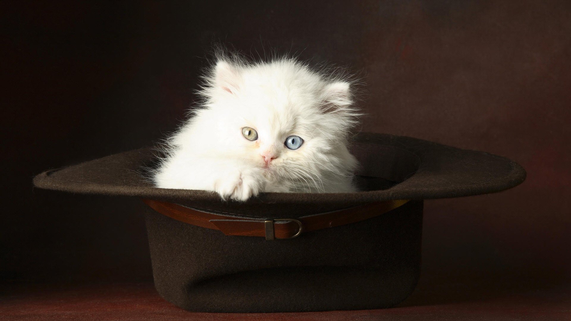 ojo amarillo gatito ojos diferentes sombrero fondo oscuro ojo azul animales felinos vista gato-gato-miau-miau ojos lana