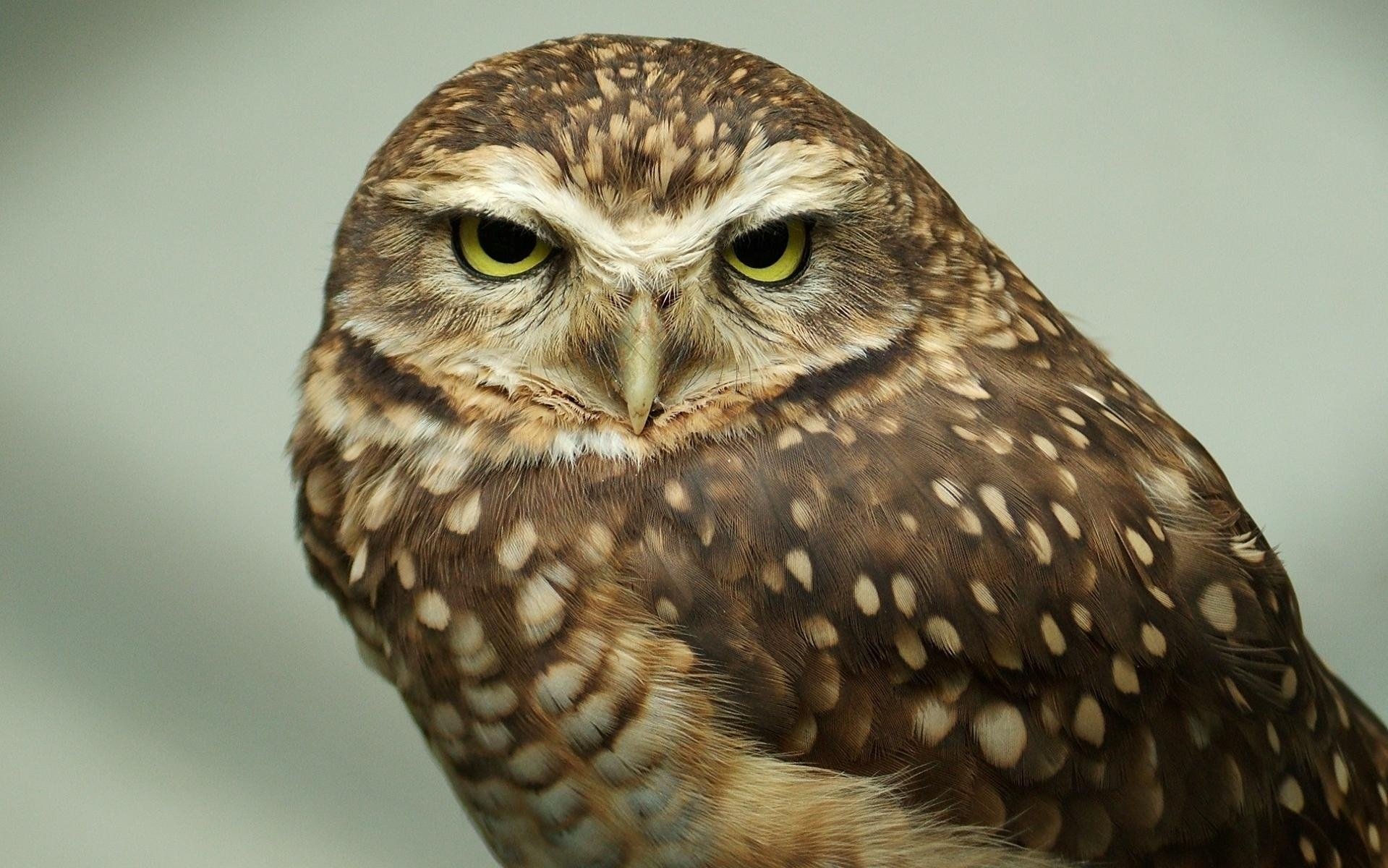 eule blick tiere vögel augen gefiedert