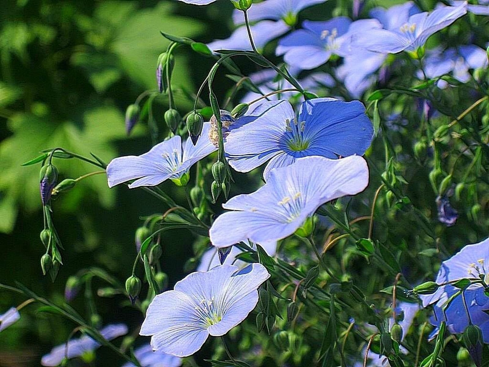 blumen azurblau flachs sommer garten