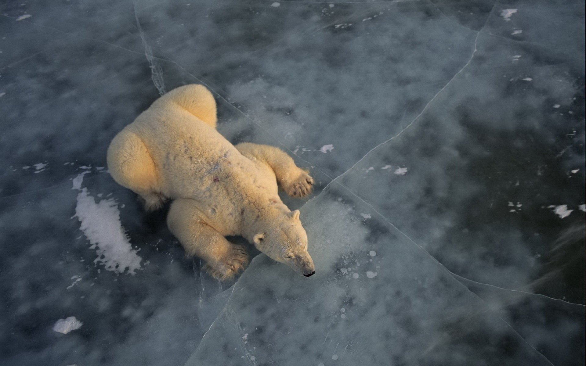 tło lód pęknięcia niedźwiedź polarny biały zwierzęta drapieżniki