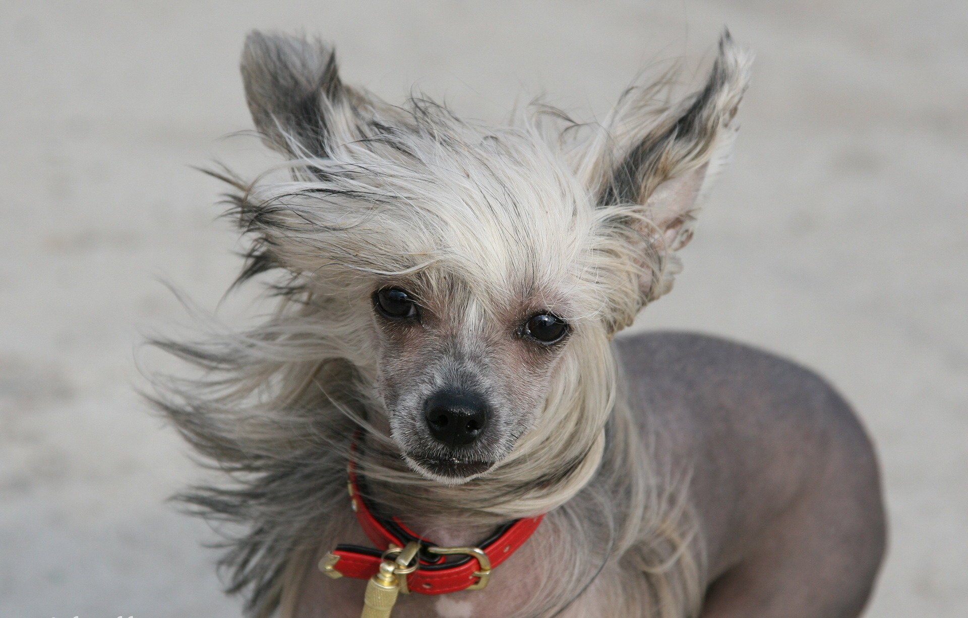 cane cinese crestato vento amico sguardo collare foto animali cani woof-woof-ry-ry