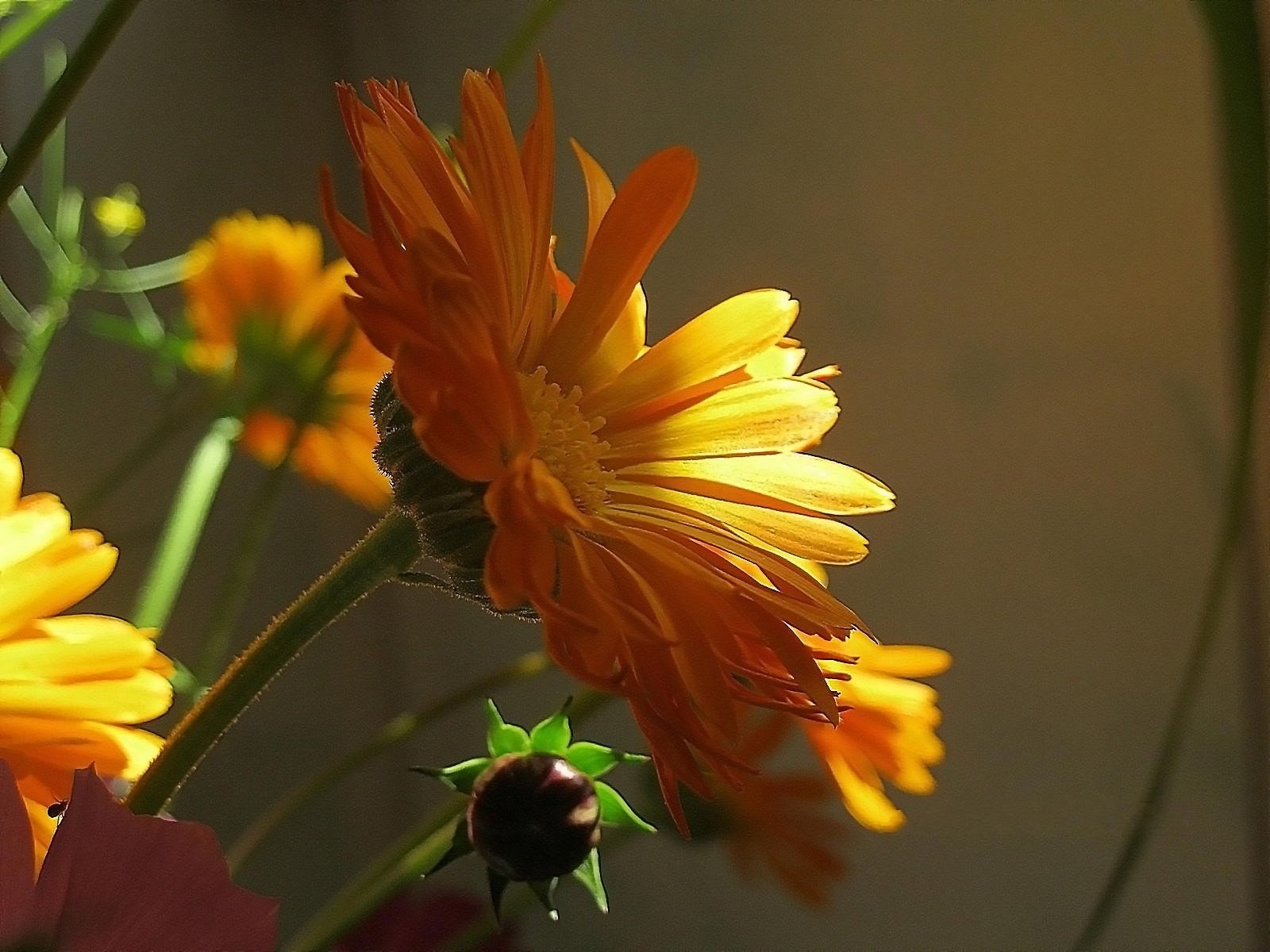 flores rayo de sol medicinal naranja caléndula caléndula flores amarillas