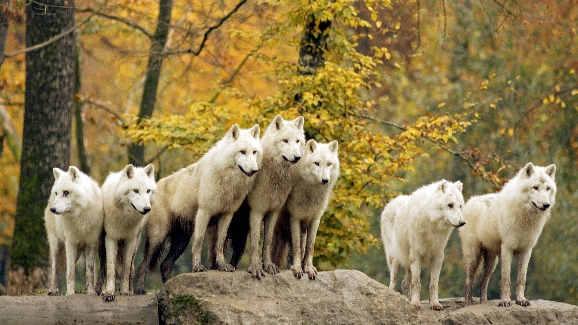 lupi branco mente lealtà foresta alberi autunno animali predatori