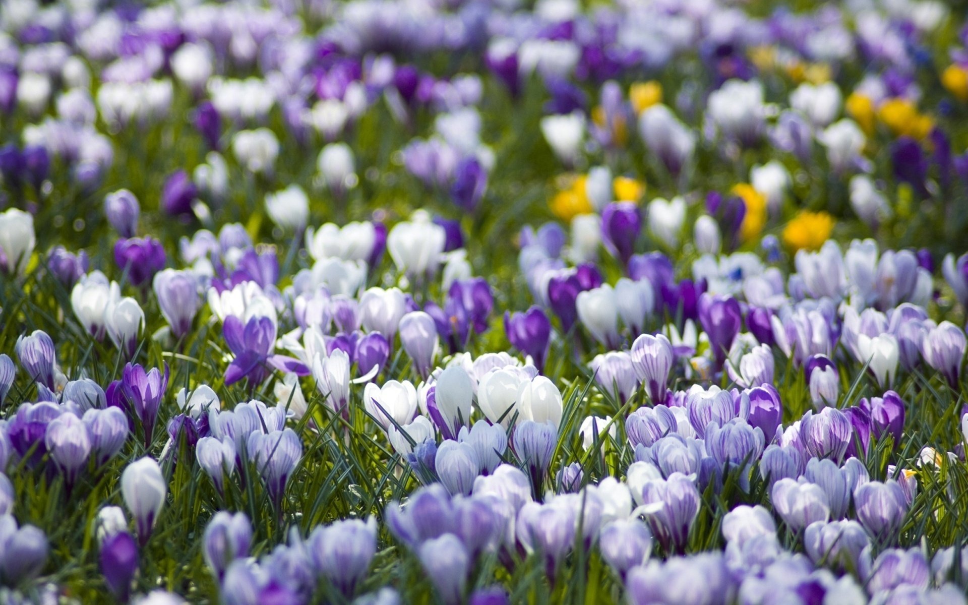 fleurs blanc clairière primevère crocus lilas printemps floraison fraîcheur