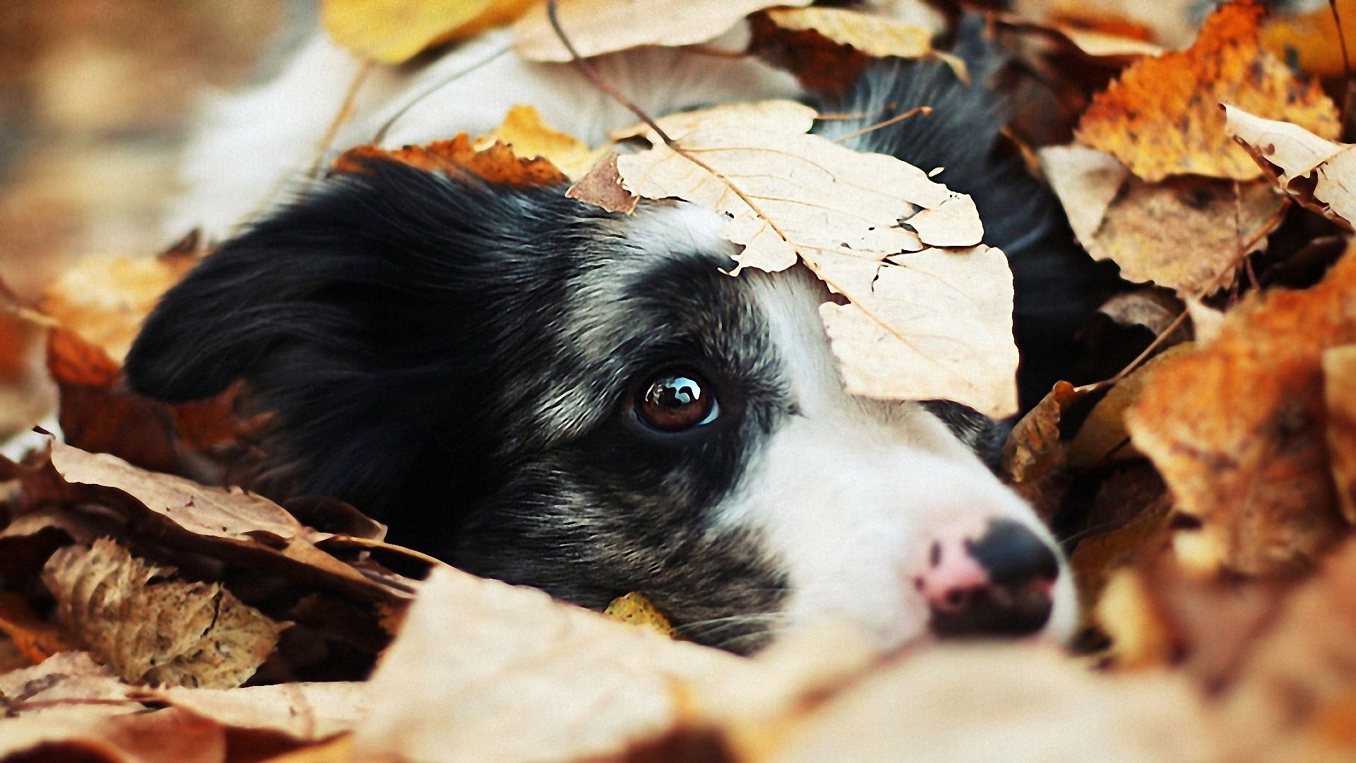 dog each eyes leaves autumn animals dogs look face