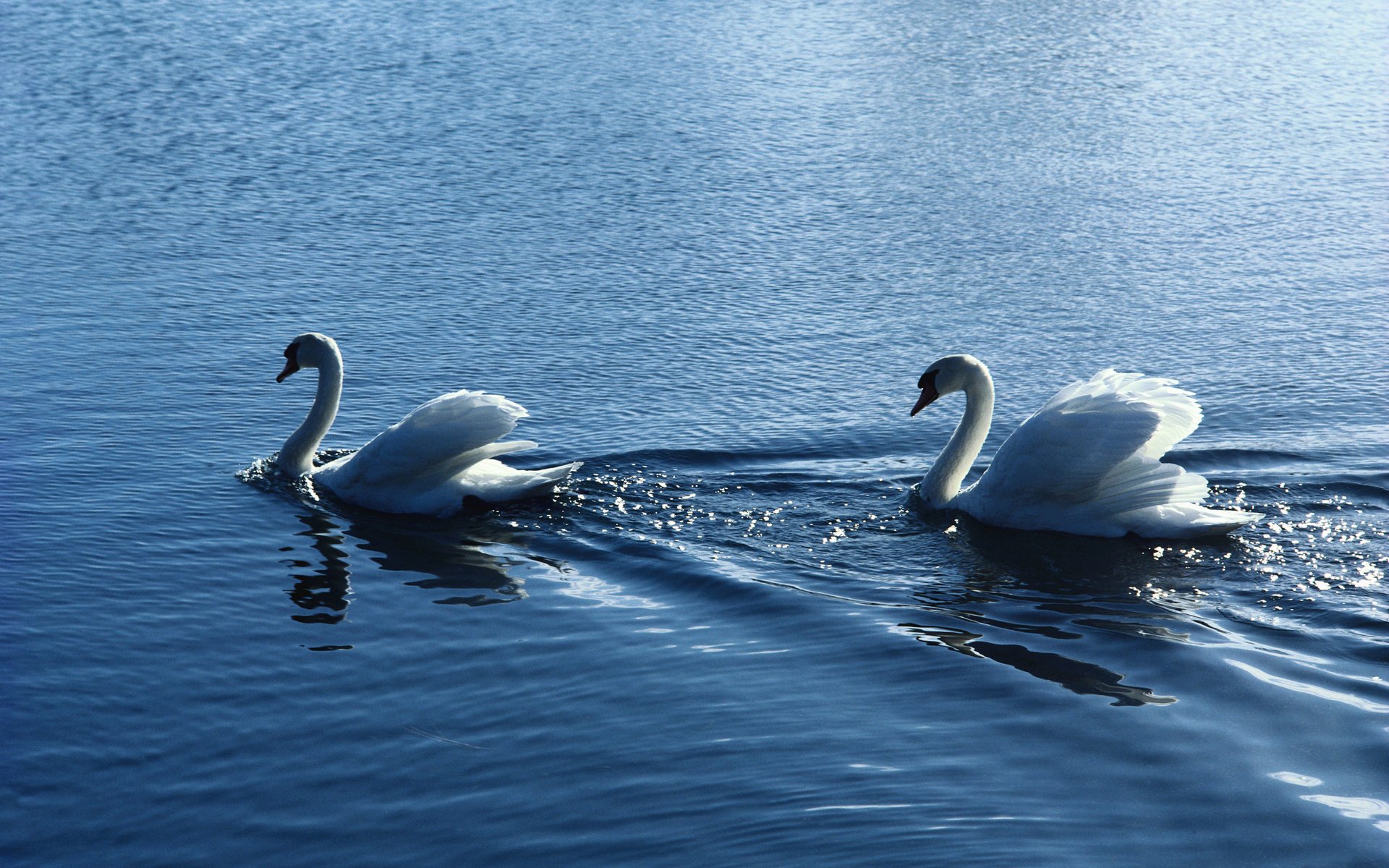 oiseaux couple de cygnes eau cygnes ondulations blancs couple romance fidélité plan d eau étang animaux à plumes