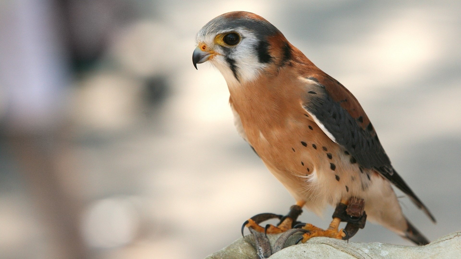 predatore uccello cacciatore animali uccelli predatori becco artigli piumato falco ali aria volo piumato