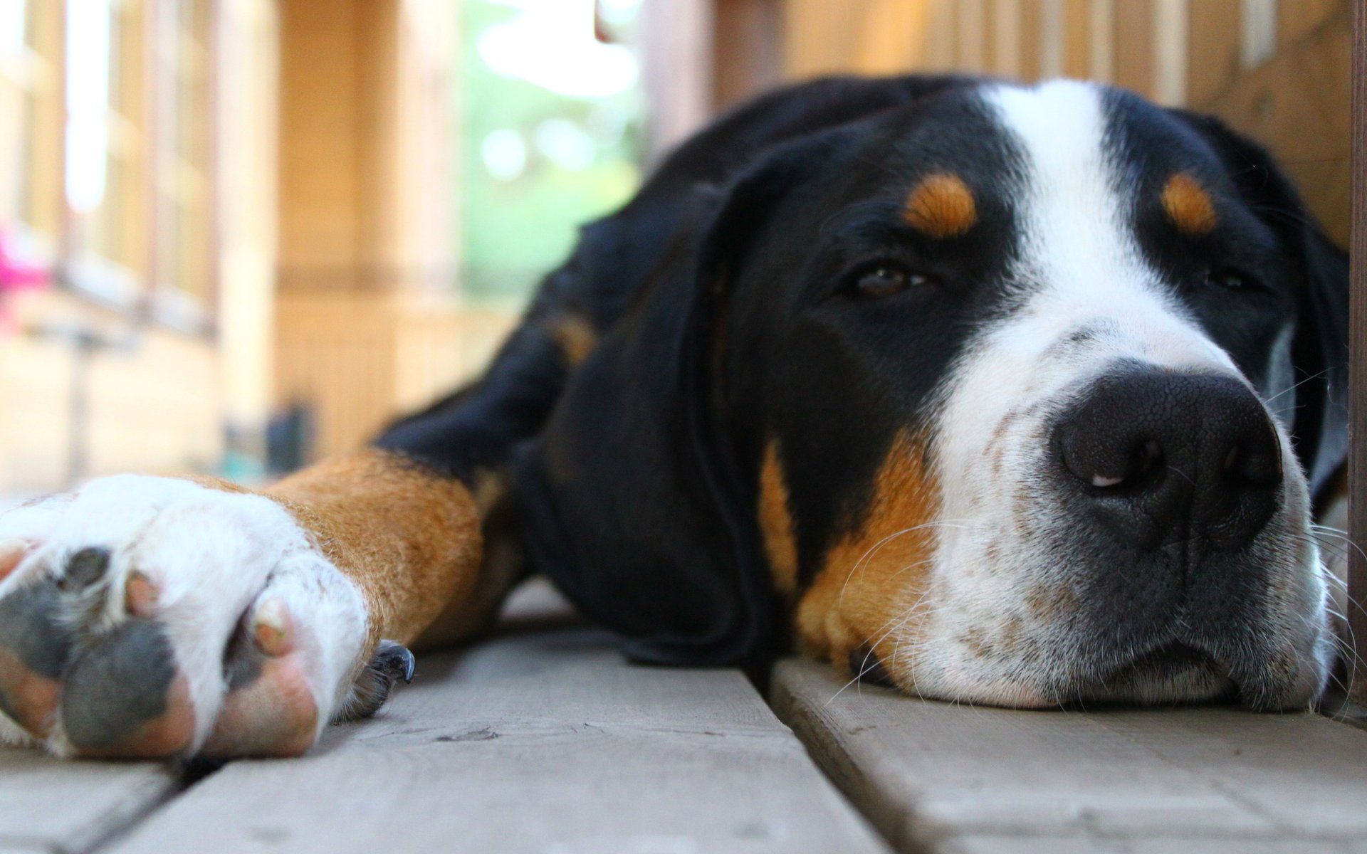 bovaro cane amico occhi mente lealtà devozione cane muso animale domestico tavole pavimento macro riposo animali cani woof-woof-ry-ry trucco