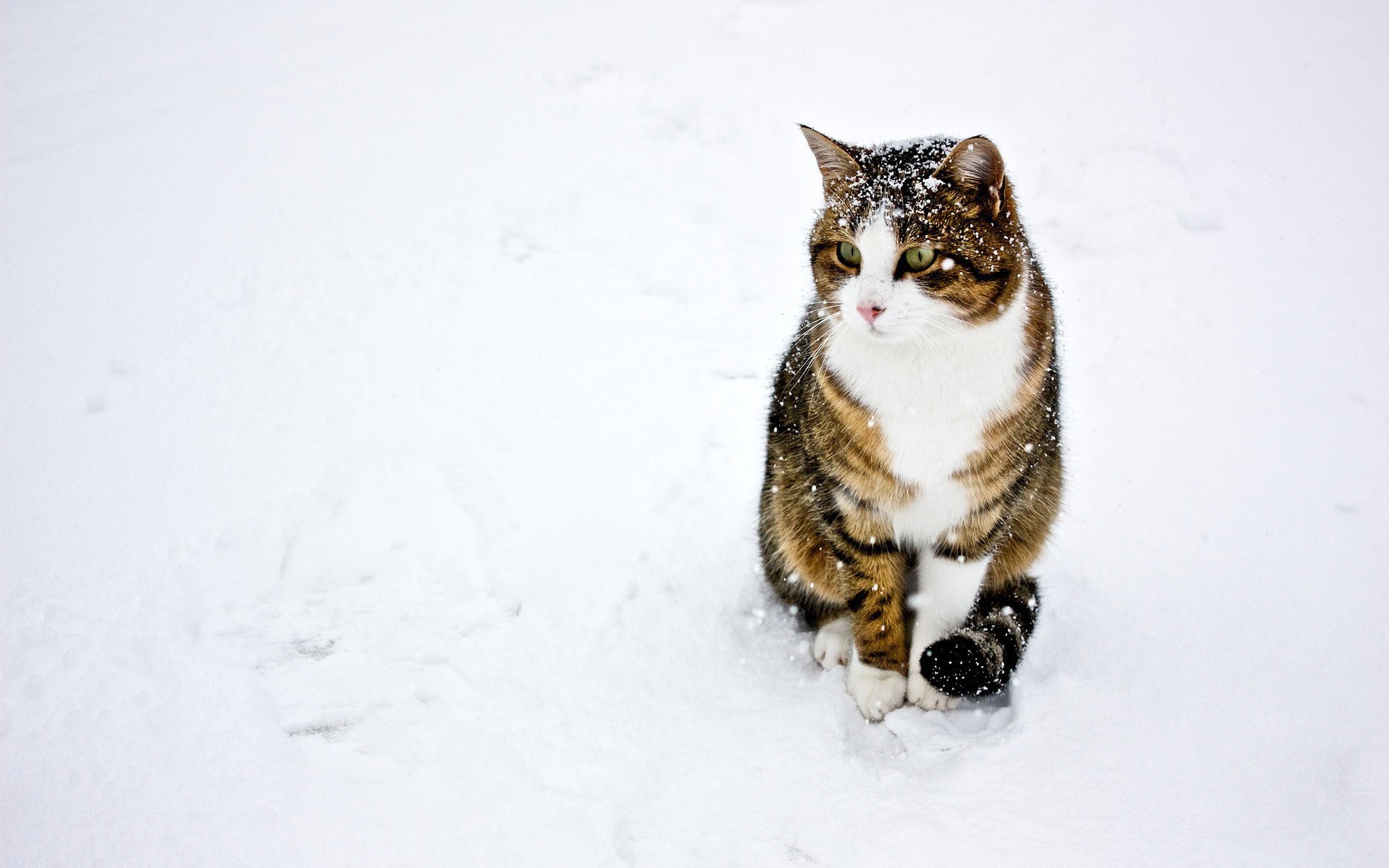 cat winter snow cat animals feline look kitty-kitty-meow-meow