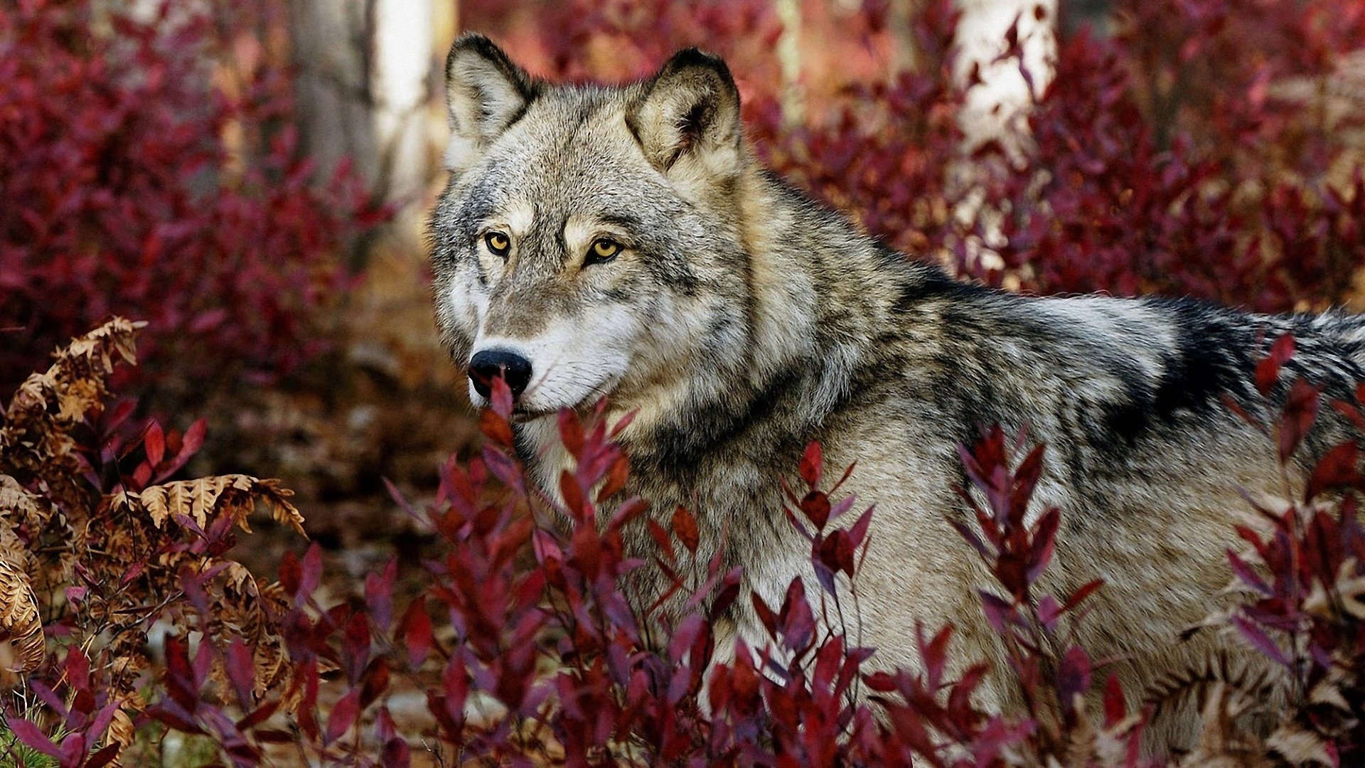 loup yeux esprit fidélité forêt feuillage animaux prédateurs museau regard