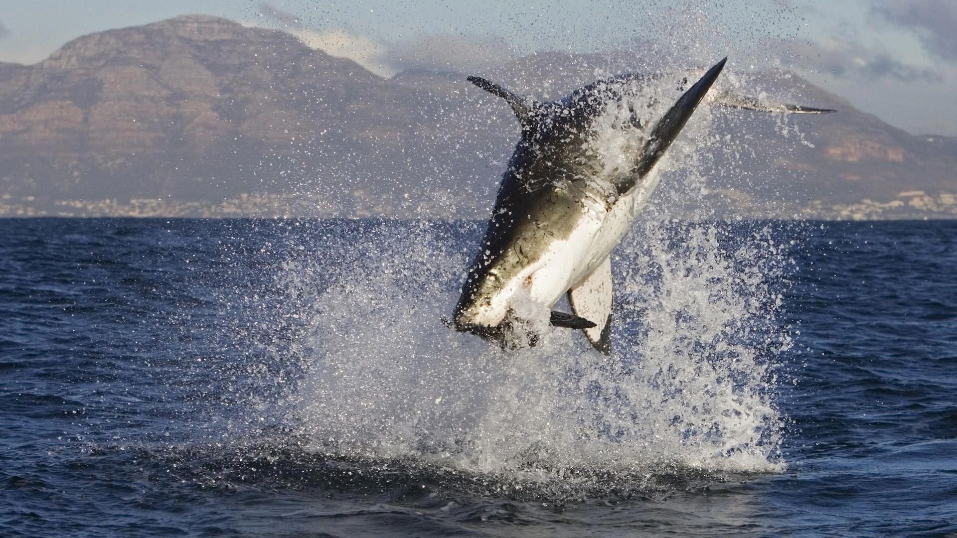 акула shark океан рыба добыча горы брызги всплеск хищница животные хищники водоплавающие вода