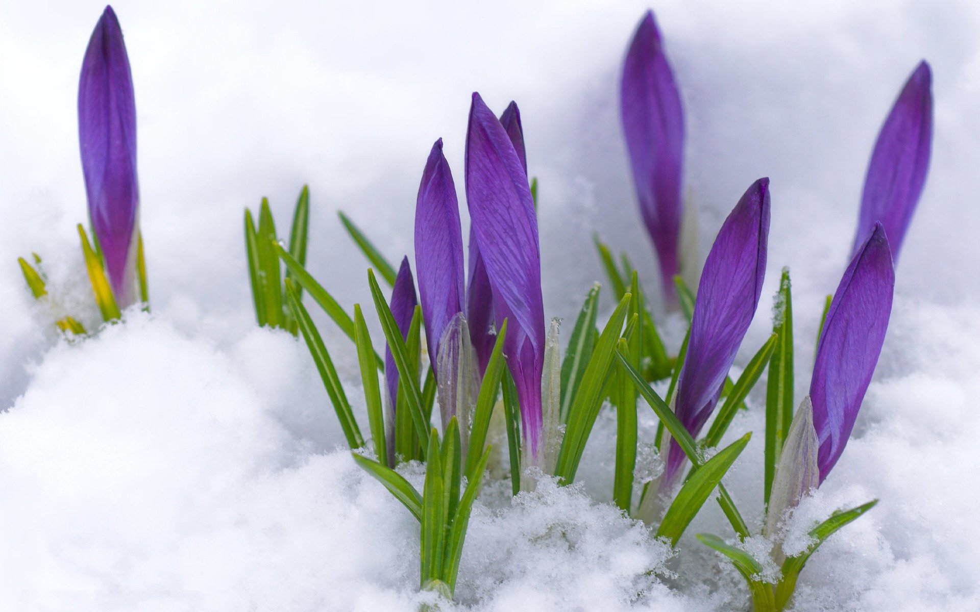 fleurs premières fleurs crocus neige primevère printemps bourgeons violet lumière fraîcheur tendresse congères nature pousse fond blanc