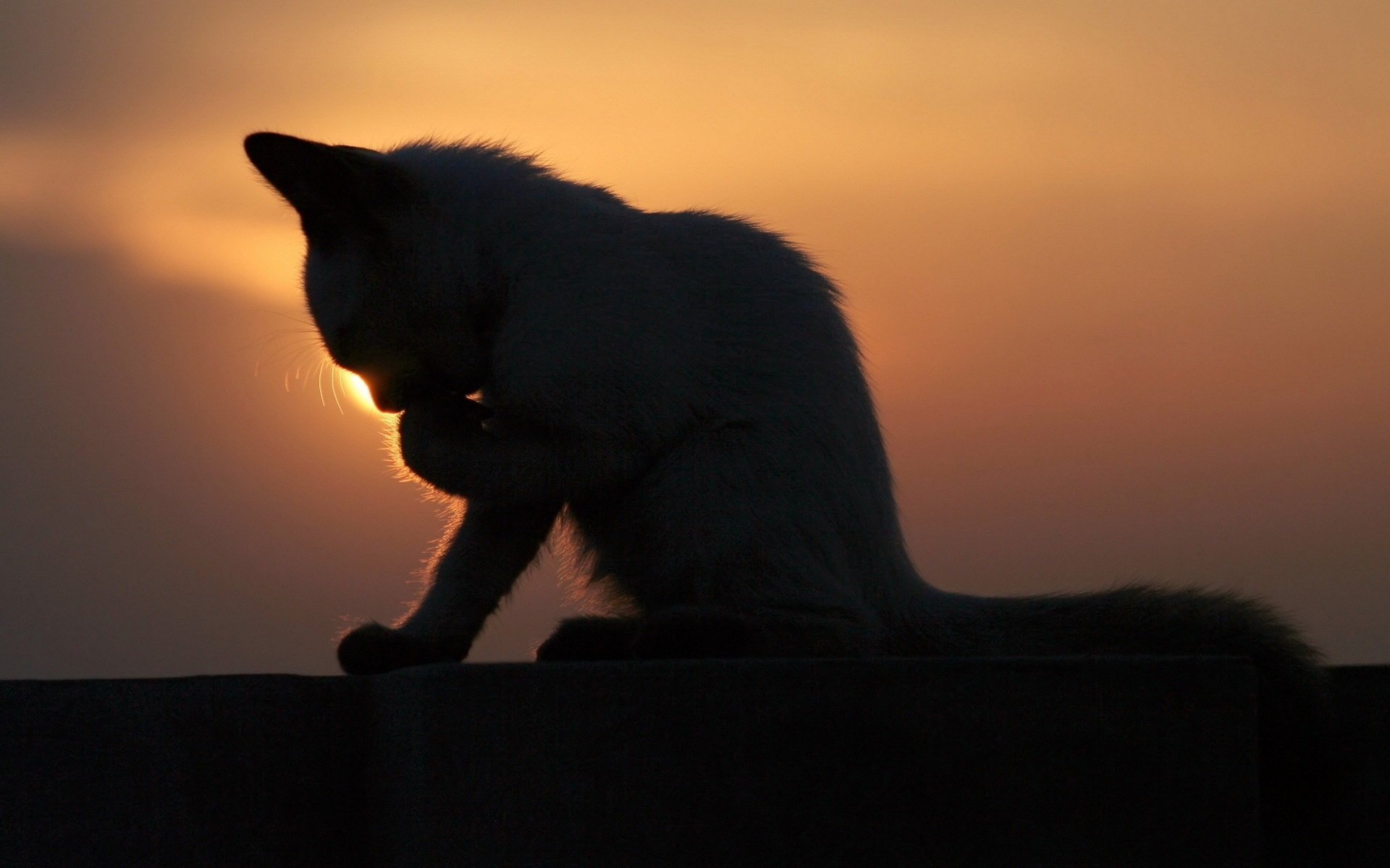 chat soir coucher de soleil chaton profil lavage animaux félin silhouette