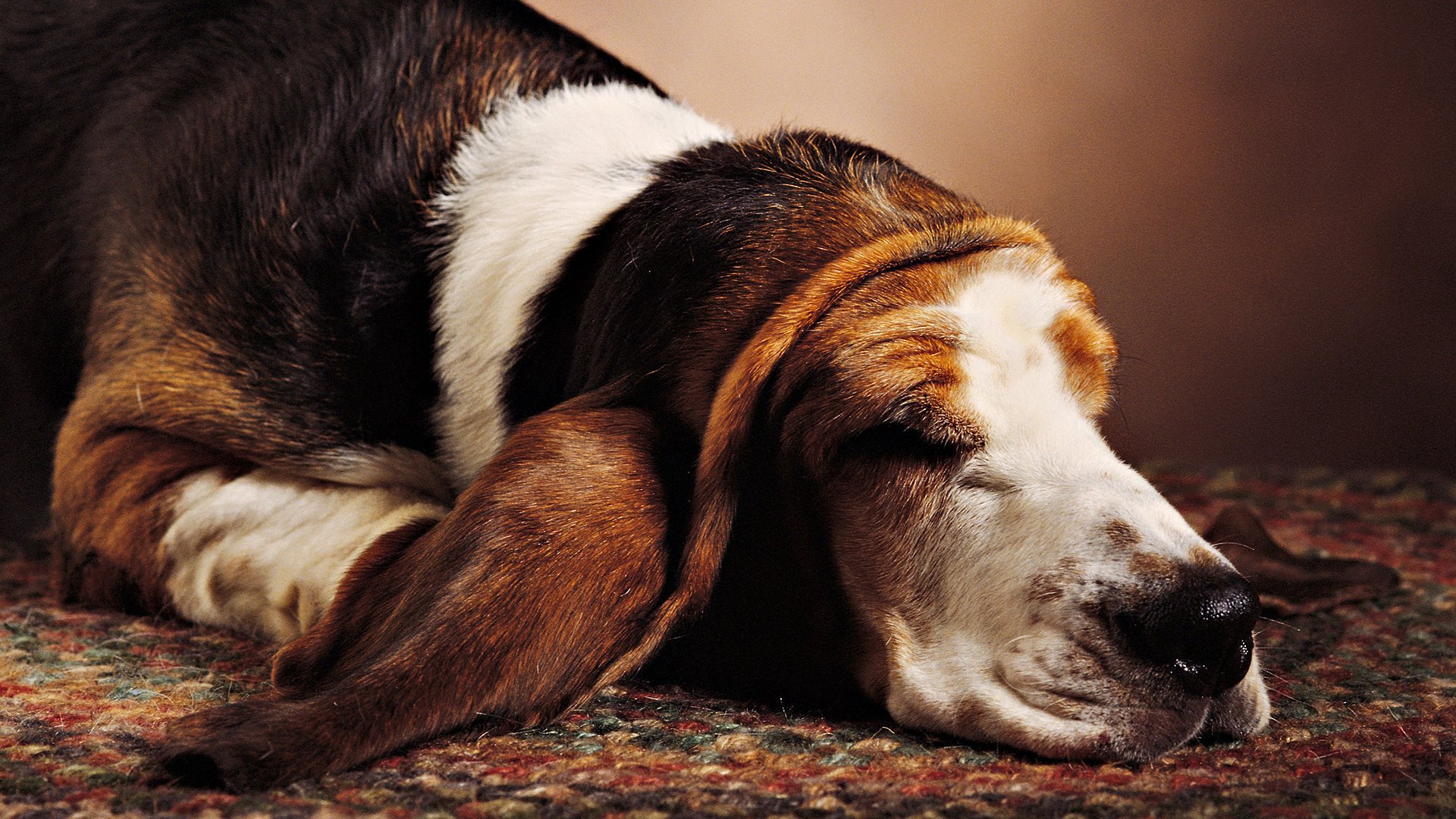 more ear dog dog sleeping carpet animals dogs woof-woof-ry-ry sleep