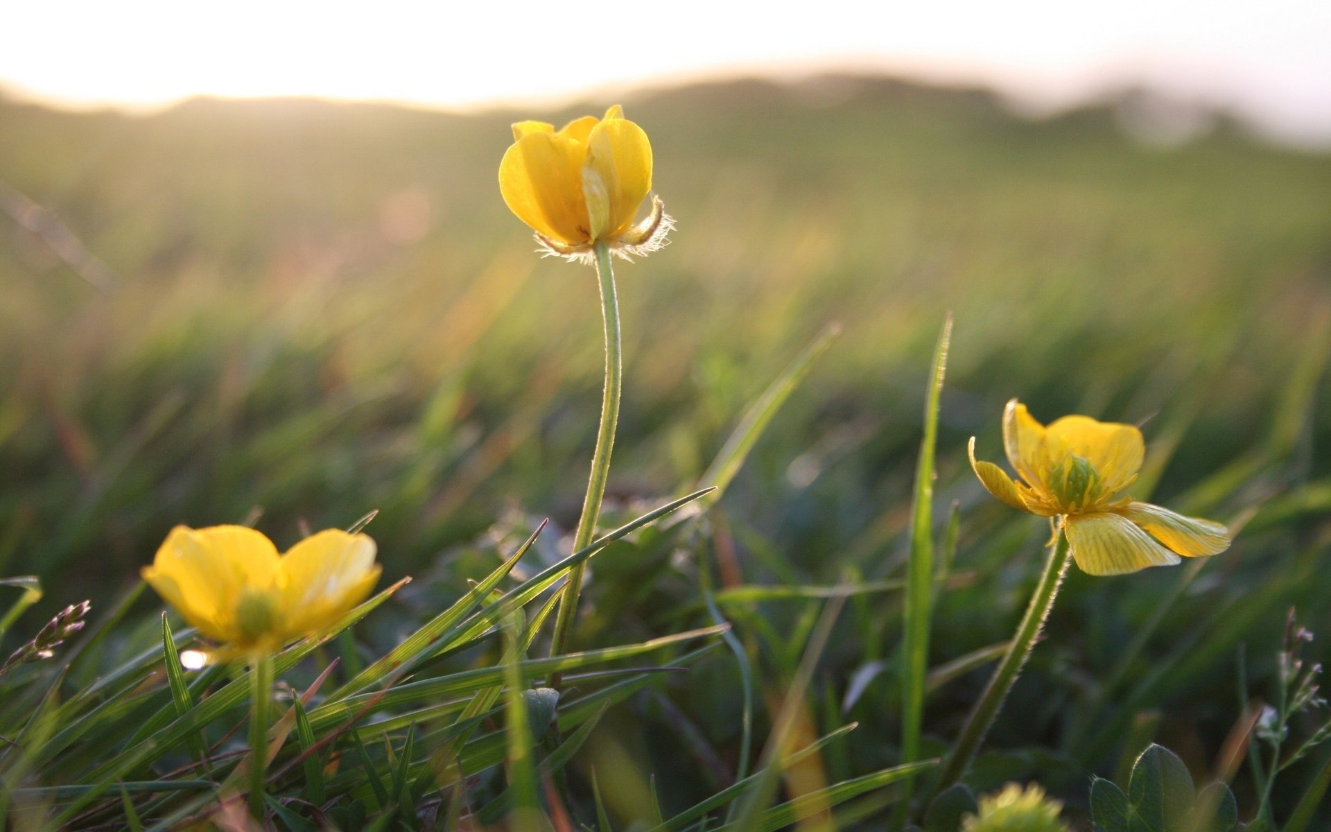 gras blumen sommer gelb makro pflanzen licht feld