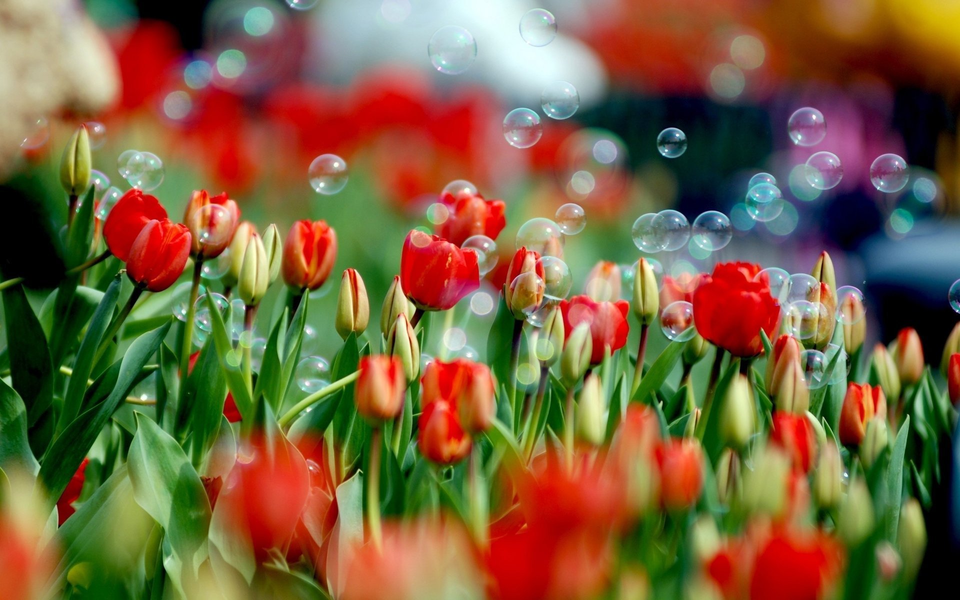 flores tulipanes tulipán primavera burbujas de jabón flor naturaleza