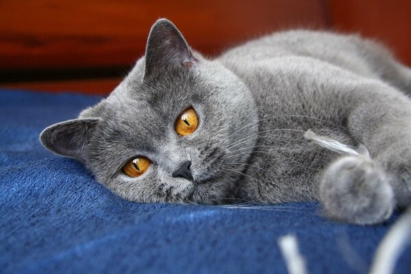 A yellow-eyed gray cat is lying on a blue blanket
