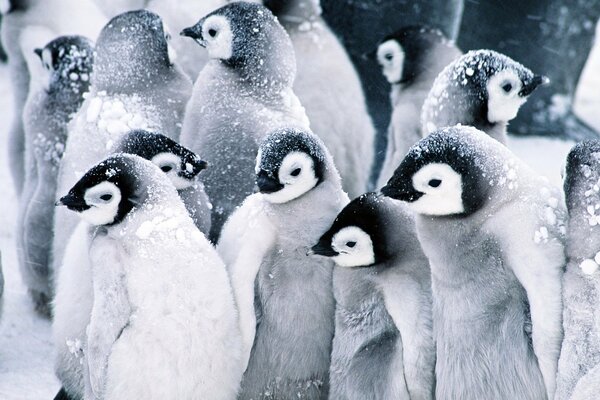 Troupeau de pingouins dans le Nord enneigé