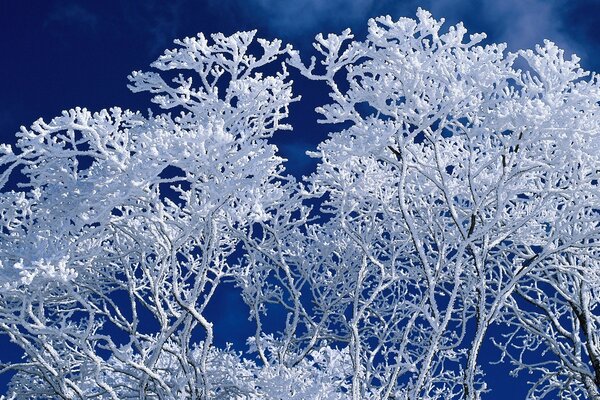 Blauer Hintergrund mit Zweigen im Frost