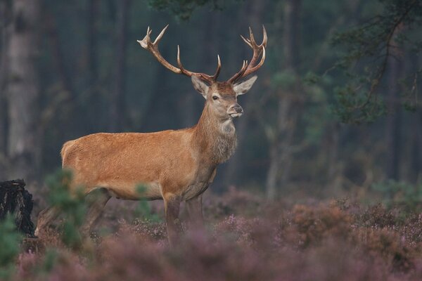 Cerf à cornes à la lisière de la forêt sauvage