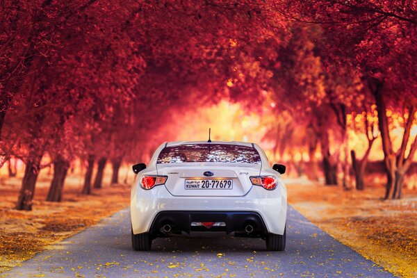 Blanco Subaru en el callejón en el bosque de otoño