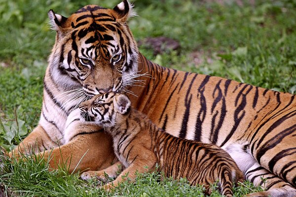 Tigre con un cucciolo di tigre nell erba verde