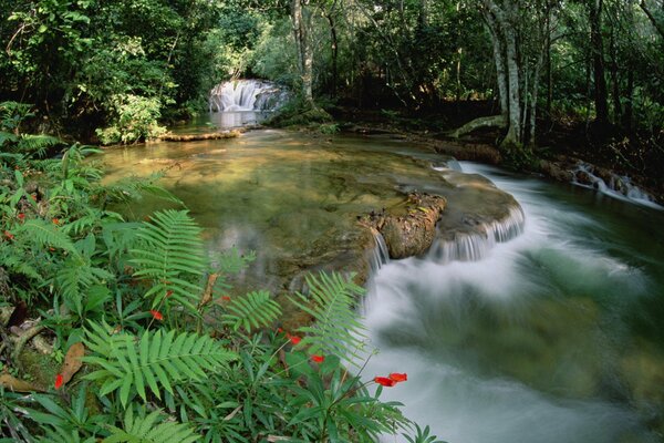 Das Dickicht des Farns entlang eines Wasserfalls und eines Waldflusses