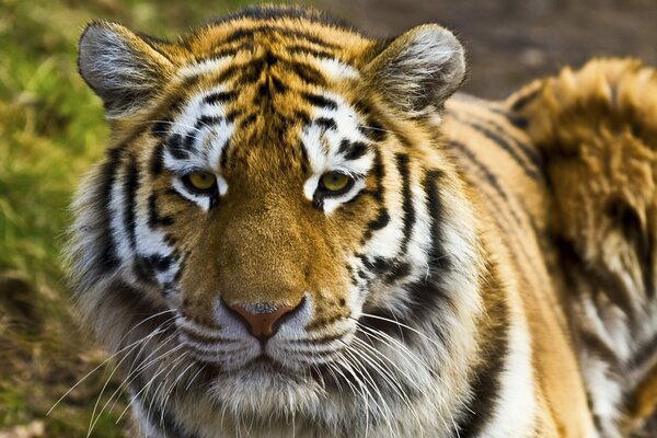 Tiger Nahaufnahme mit schwerem Blick