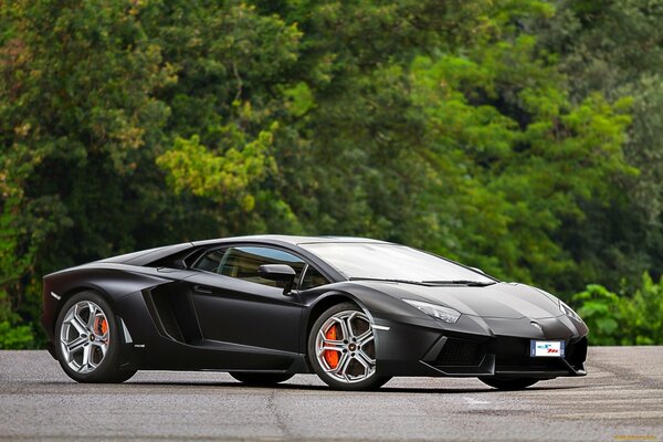 Lamborghini noir se dresse sur la route sur fond d arbres succulents