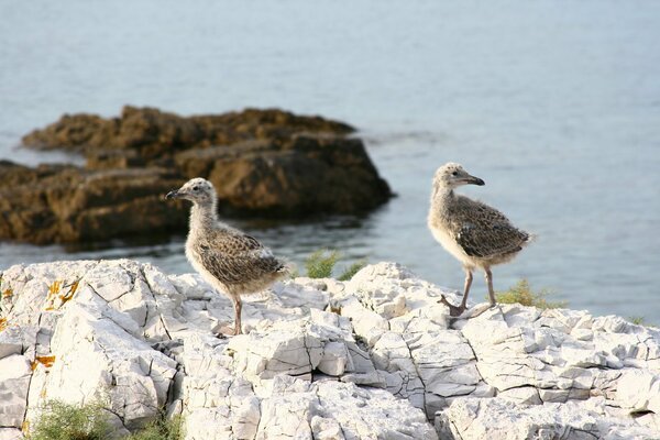 Chicks walk along the stone coast
