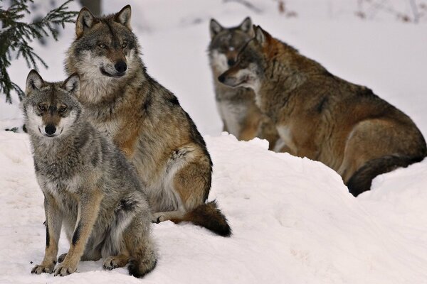 Une meute de loups se repose dans la neige