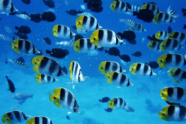 A flock of striped fish swimming with the current of the underwater world