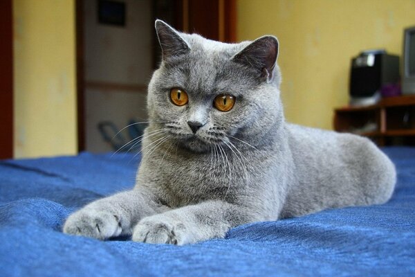 Chat gris avec des yeux rouges sur une toile bleue